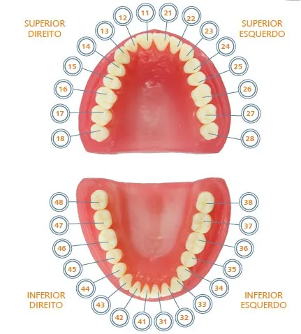 Pronew Student Tooth Refill, UL4/24, First Premolar