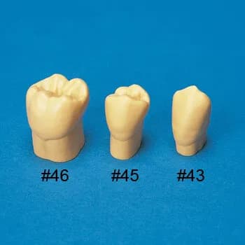 C3-304, Tooth Anatomy Area, 4X Size Resin Tooth Model (28 Teeth Set)
