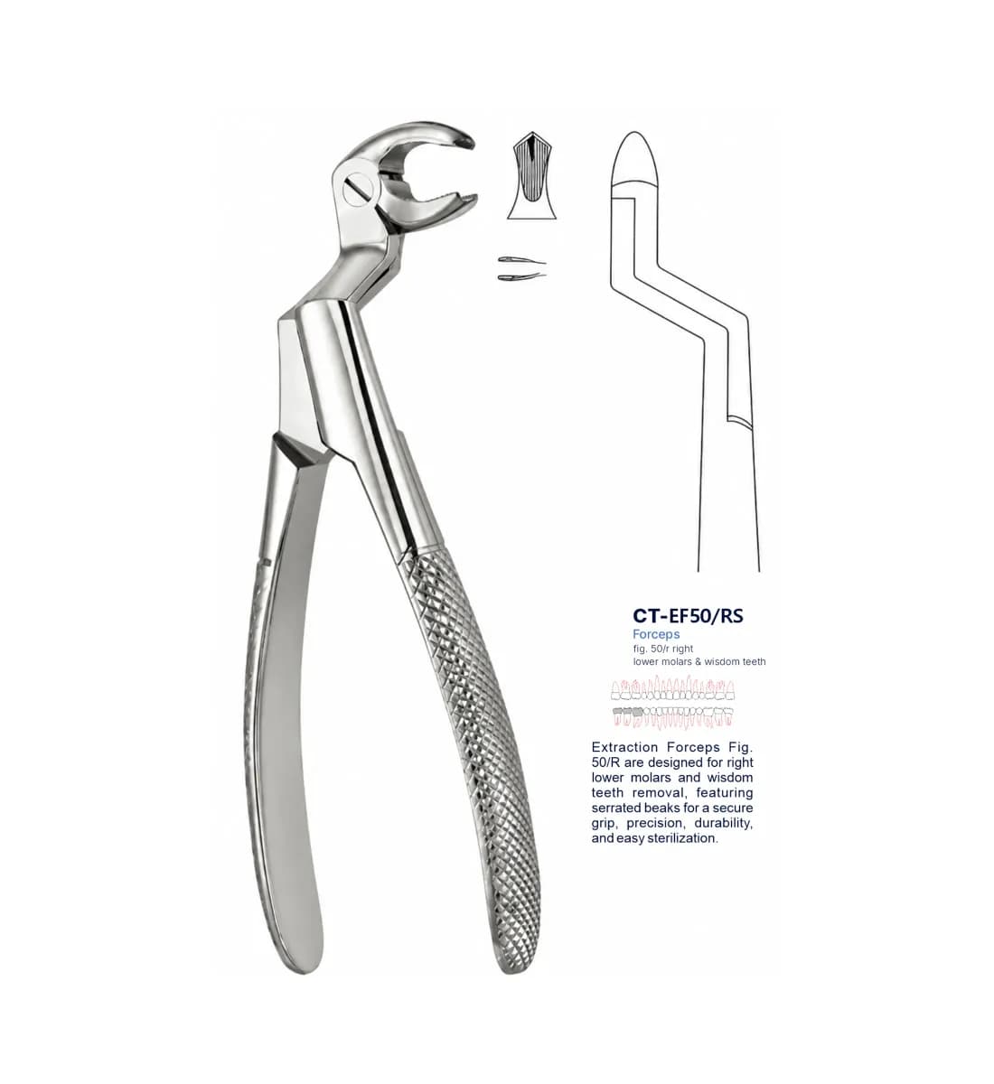 Dental Extraction Forceps 50R, Standard Handle