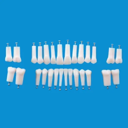 A5AN-200، نموذج سن دائم بجذر واحد رقم 21