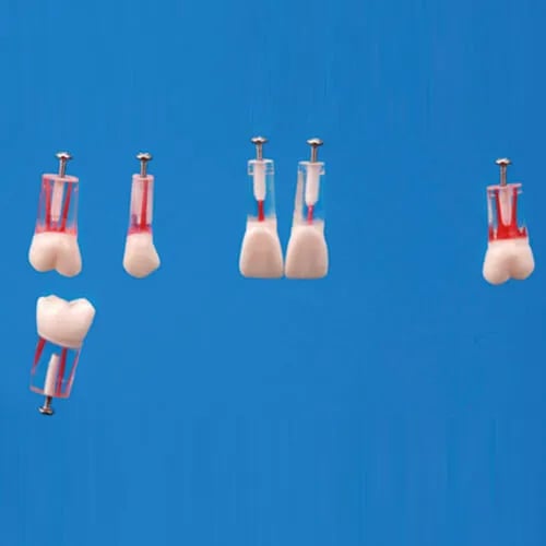 S12AN-200-#46, Endodontic Tooth Model