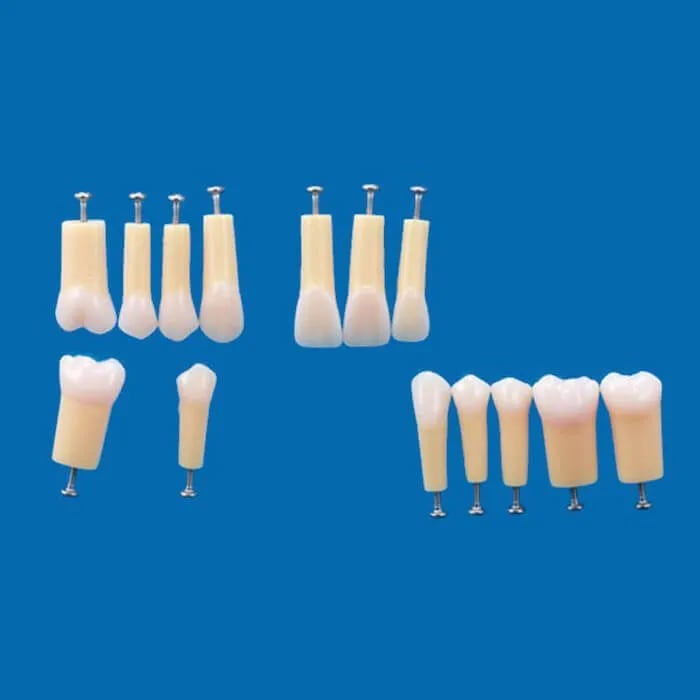 A20AN-200, 2-Layered Tooth Model #44