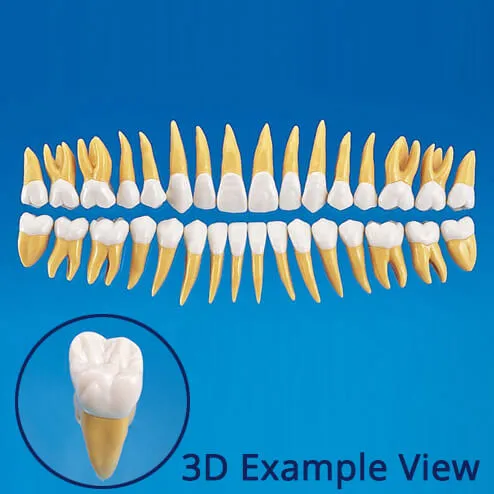 B10-330، نموذج سن تشريحي بحجم 2.5X رقم 47