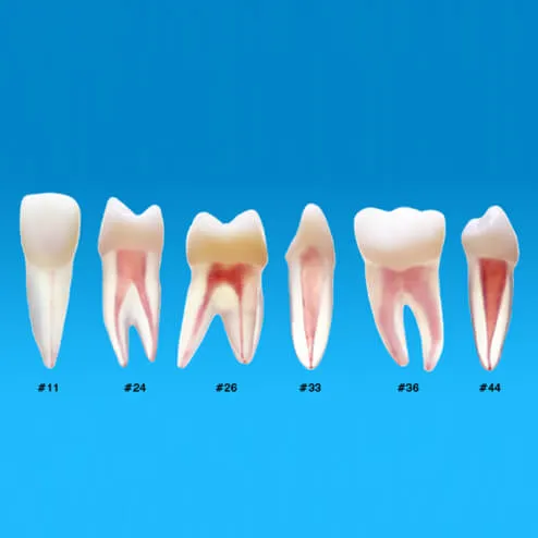 B22X-END، نموذج تجويف اللب والجذور التشريحي رقم 26