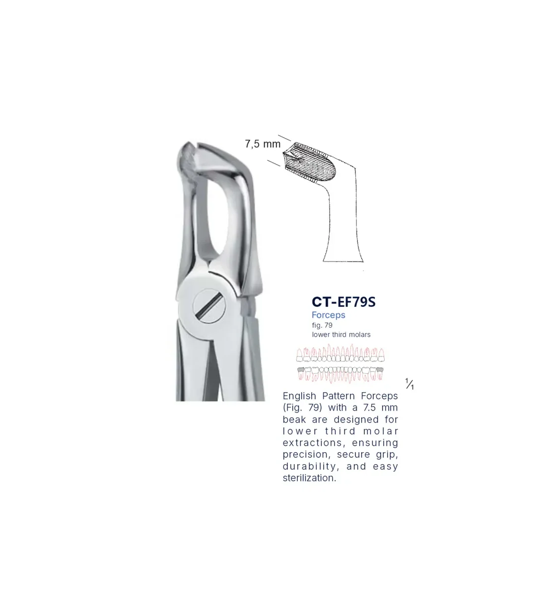 Dental Extraction Forceps 79, Standard Handle