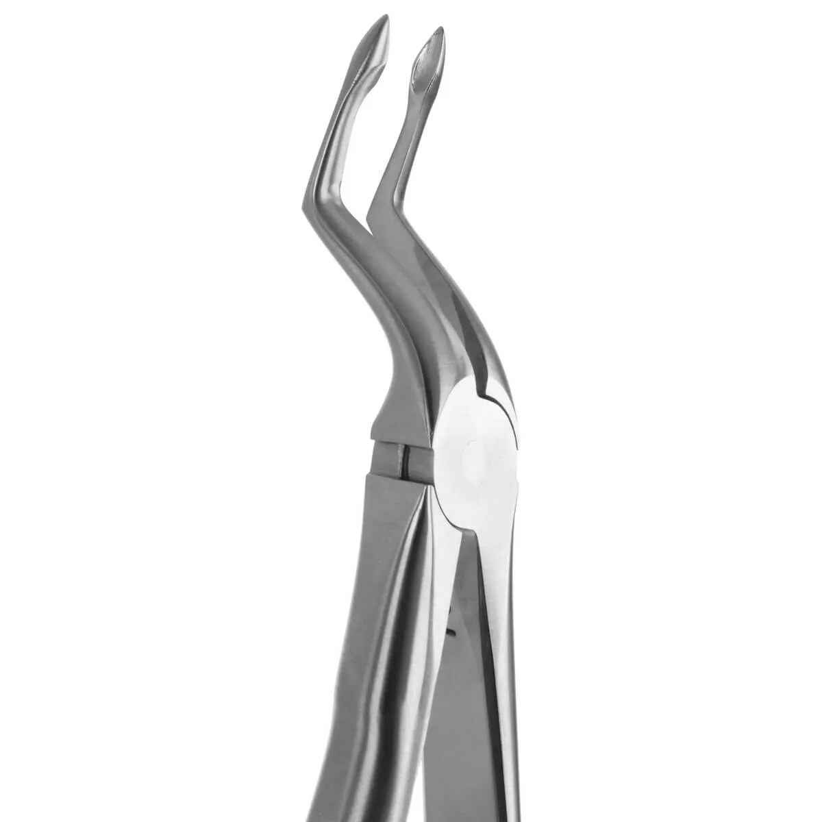 Tooth Forceps Blade Beaks N.51