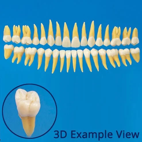 B2-305، نموذج سن أناتومي (مجموعة 32 سن)
