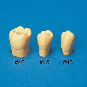 C3-304 منطقة تشريح الأسنان، نموذج سن ريزن بمقاس 4X (مجموعة 28 سن)