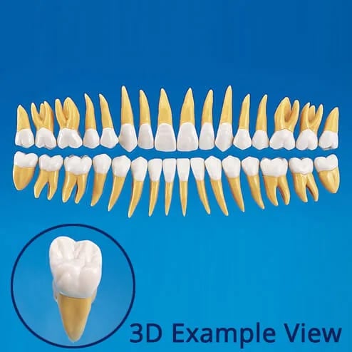 B10-330, 2.5x Size Anatomical Tooth Model (32 Teeth Set)