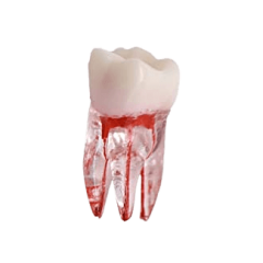 Artificial Training Teeth