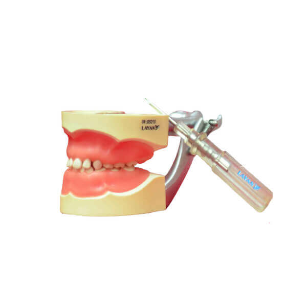Artificial Jaw Model Pedo 24 Teeth (included) - Layan - XJ-A012