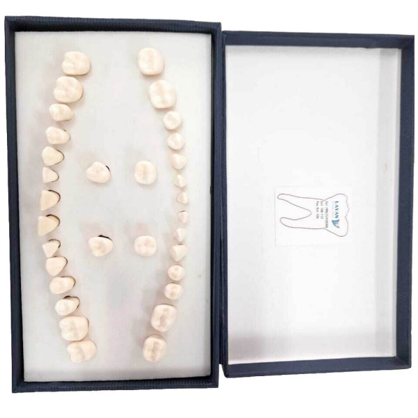 Artificial Melamine Adult 32 Teeth - Layan - XJ-C019