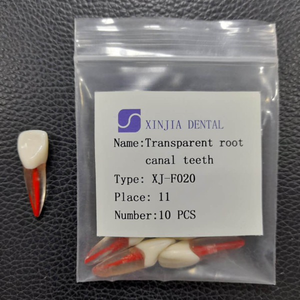 Training Transparent Root Canal Teeth #11 - Layan - XJ-F020 #11