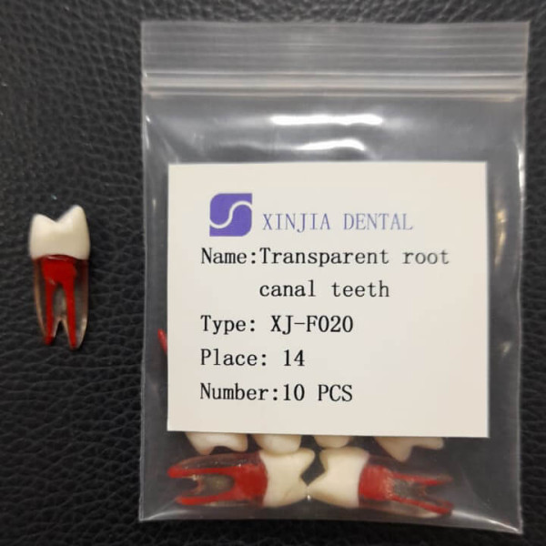 Training Transparent Root Canal Teeth #14 - Layan - XJ-F020 #14