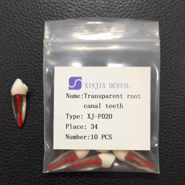 Training Transparent Root Canal Teeth #34 - Layan - XJ-F020 #34