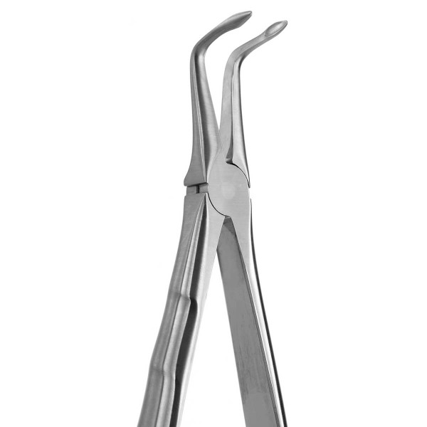 Tooth Forceps Blade Beaks N.187 - Medesy - 2400/187