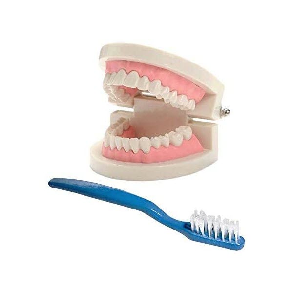 Educational Brushing Teeth Model - Generic China -