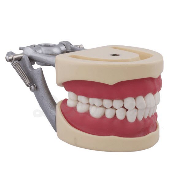 Educational Dental Teeth Model, 6x Replaceable Teeth - Generic China -