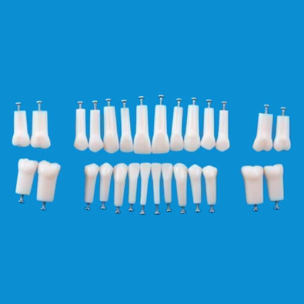 A5AN-200, Permanent Single Root Tooth Model #34 - Nissin - A5AN-200