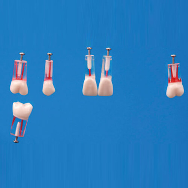 S12AN-200-#46, Endodontic Tooth Model - Nissin - S12AN-200-46