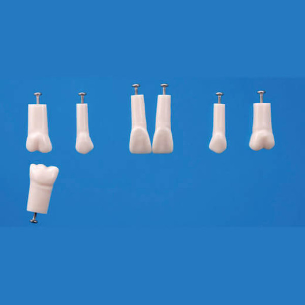 A12AN-200, Endodontic Tooth Model #11 - Nissin - A12AN-200#11