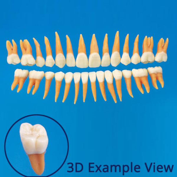 B2-306, Anatomical Tooth Model (28 Teeth Set) - Nissin - B2-306
