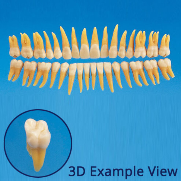B3-SB.1, Anatomical Tooth Model (32 Teeth Set) - Nissin - B3-SB.1