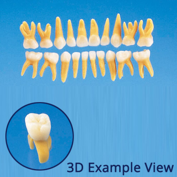 B4-309, Anatomical Primary Tooth Model (20 Teeth Set) - Nissin - B4-309