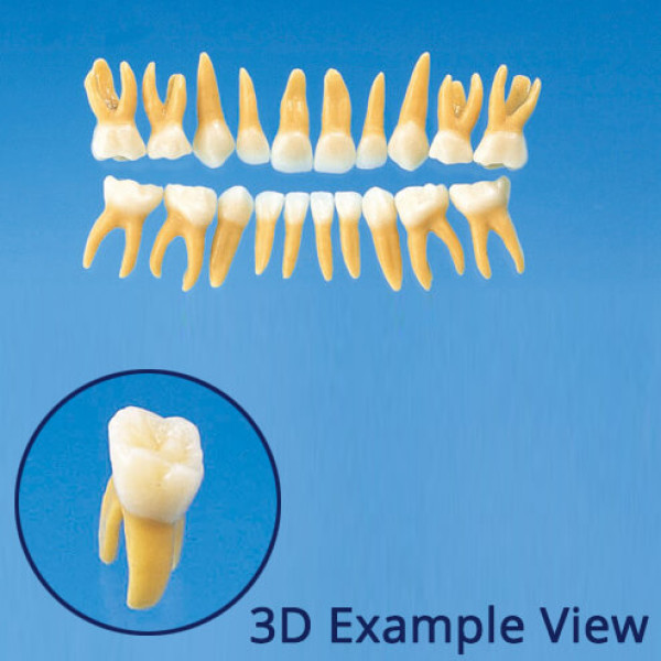 B4-309B, Anatomical Primary Tooth Model (20 Teeth Set) - Nissin - B4-309B