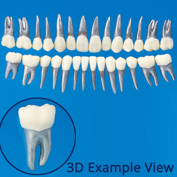 B9-500, Typodont Tooth Model (28 Teeth Set) - Nissin - B9-500